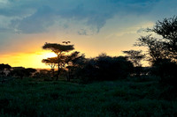 Acacia Sunset 1 det WWI