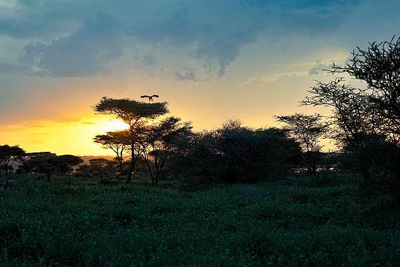 Acacia Sunset 1 det WWI