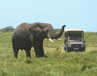 Elephant and safari truck det WWI