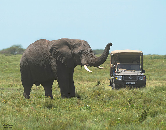 Elephant and safari truck det WWI
