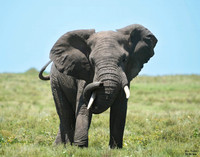 Elephant Bull 1 det WWI