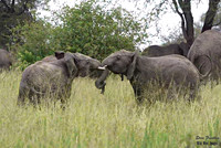 Elephant tussle 1 det WWI