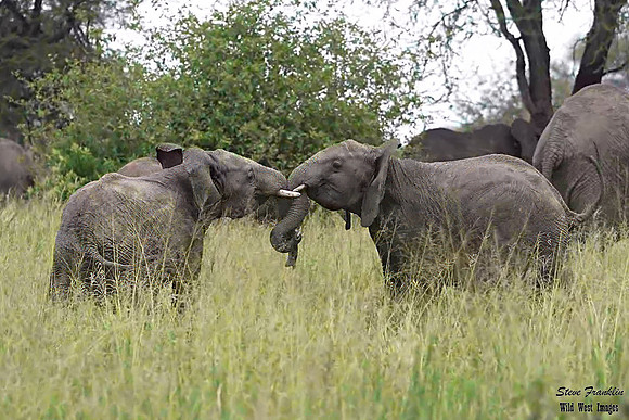 Elephant tussle 1 det WWI