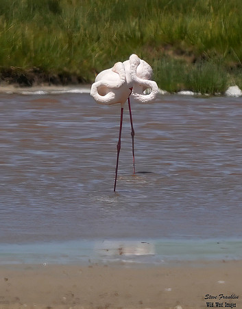 Flamingo 2 headed 1 det WWI
