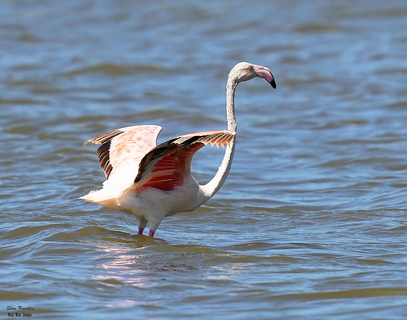Flamingo flaps 1 det WWI