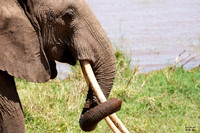 Elephant 1 det WWI