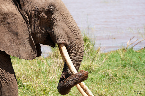 Elephant 1 det WWI