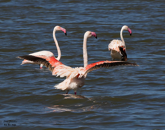 Flamingo flaps 4 det WWI