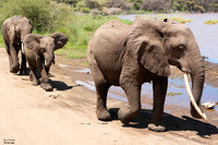 Elephant 2 det WWI