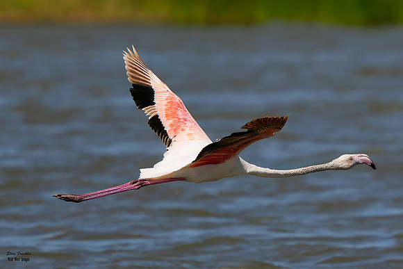 Flamingo flying 3 det WWI