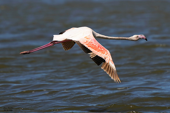 Flamingo flying 4 det WWI