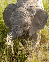 Elephant baby 11 det + WWI