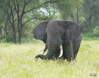 Elephant Bull 7 det WWI