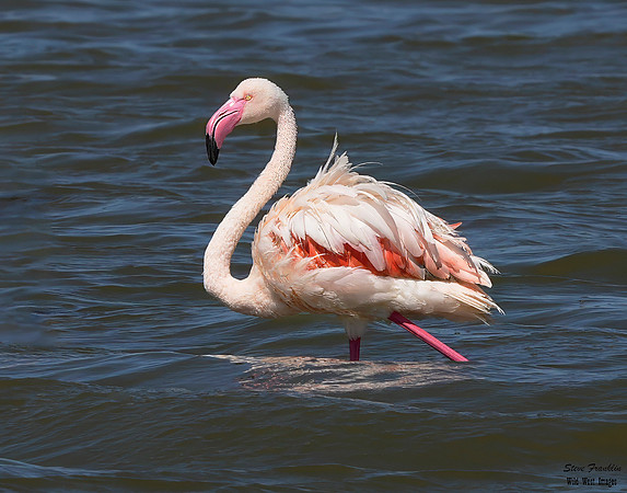 Flamingo pretty 1 det WWI