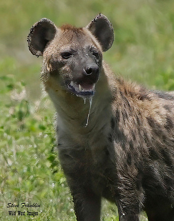 Hyena slobber 1 det + WWI