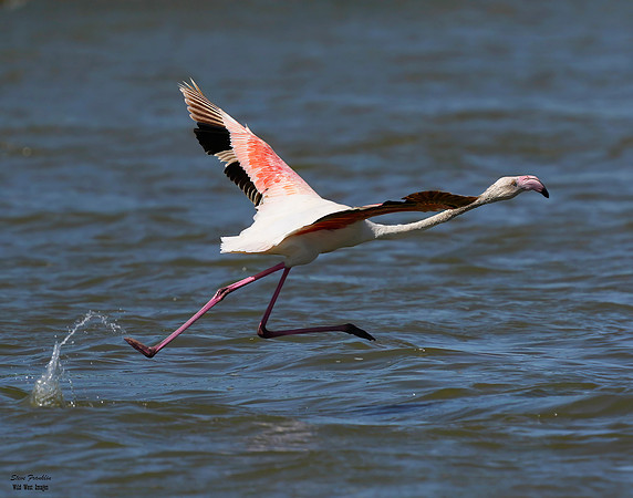 Flamingo take off 1 det WWI