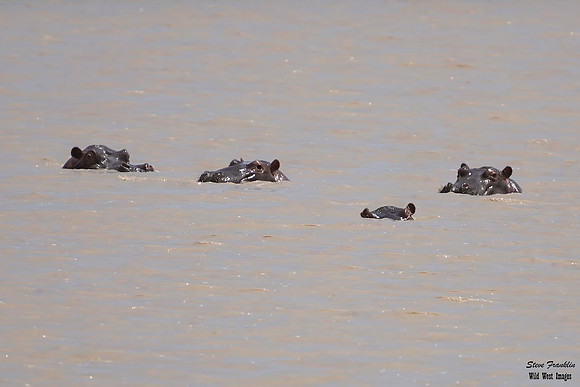 Hippo ears 1 det WWI