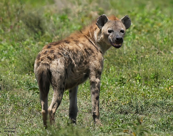 Hyena stare 1 det WWI