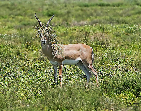 impala wildebeest 3 + det + WWI