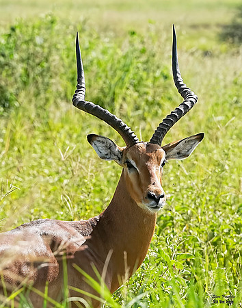 Impala Grants 3 det + WWI