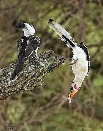Red Billed Hornbill 3 det + WWI