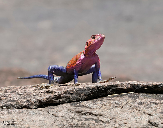 Red Headed Agama 1 det WWI
