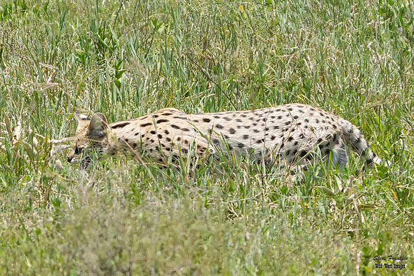 Serval Cat 1 det + WWI