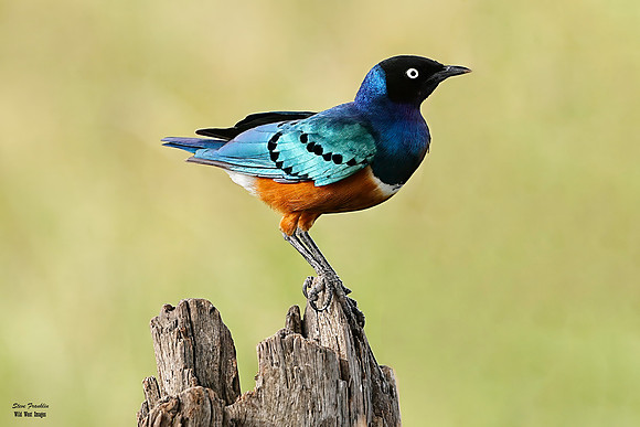 Starling 1 det WWI
