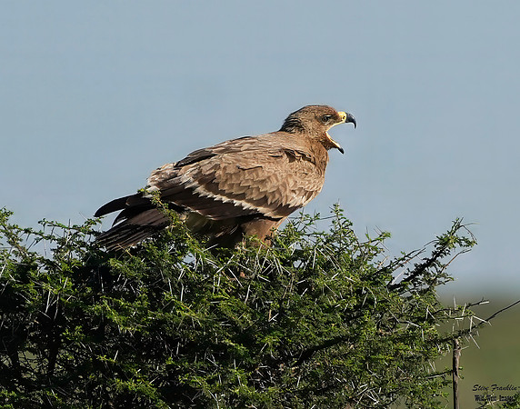Tawny Eagle 1 on a Whistle Thorn tree det WWI