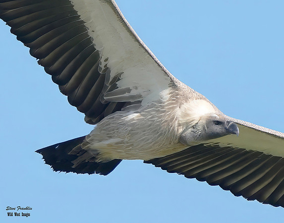 White Backed Vulture 2 det + WWI