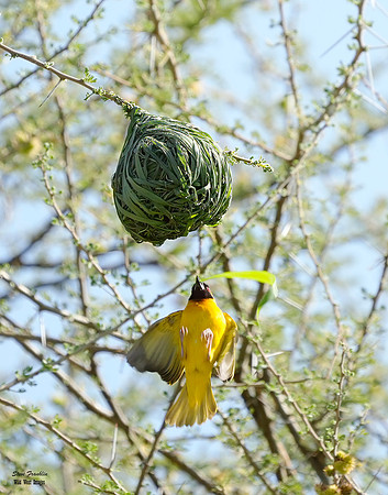 Weaver Bird 1 det WWI