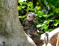 Baboon Baby 1 det WWI