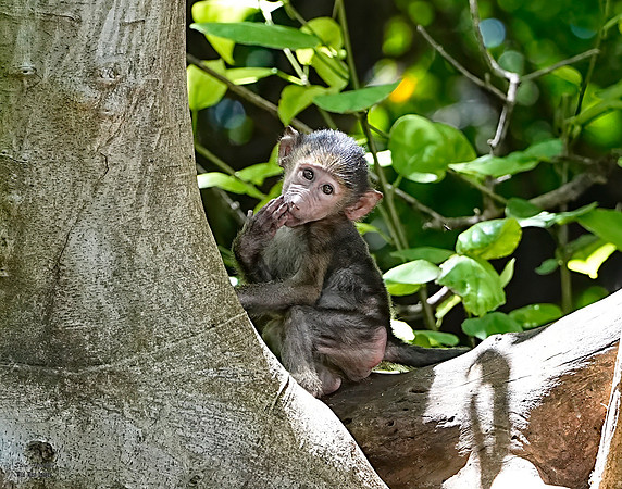 Baboon Baby 1 det WWI