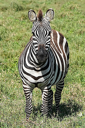 zebra 11 det WWI