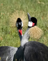 Cranes 1 det WWI