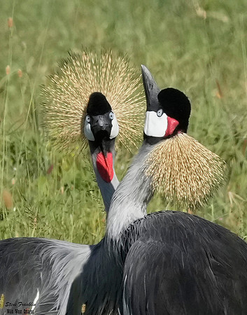 Cranes 1 det WWI