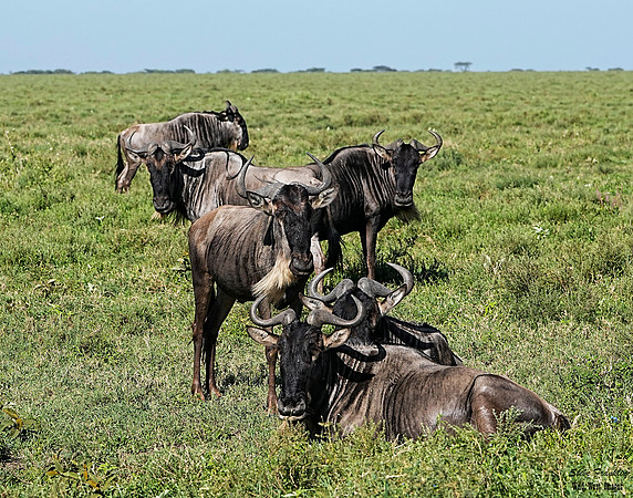Wildebeest 1 det WWI