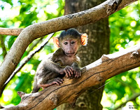 Baboon Baby 7 det WWI