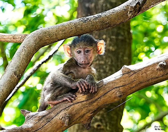 Baboon Baby 7 det WWI