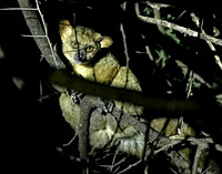 Bush Baby 1 det