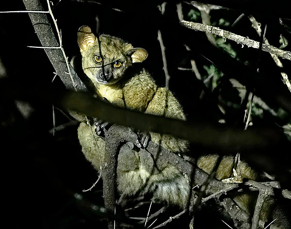 Bush Baby 1 det