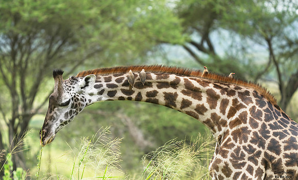 Oxpecker back of Giraffe 5 det WWI