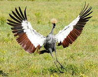 Crowned Crane 1 det landing WWI