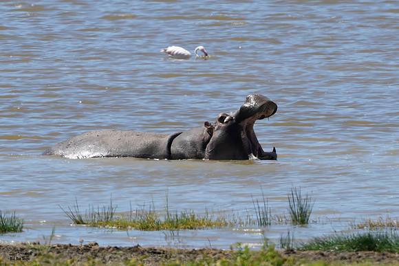 Hippo 1 det WWI