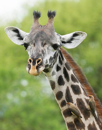 Giraffe 1+ det WWI