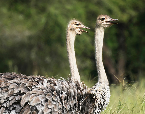 ostrich 2 det WWI