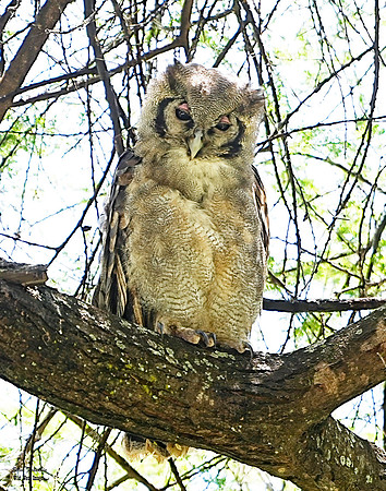 Verreaux's Eagle Owl 1 det - WWI