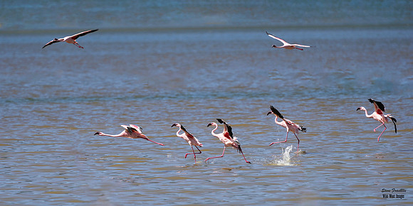 Flamingo landing 1 det + final WWI