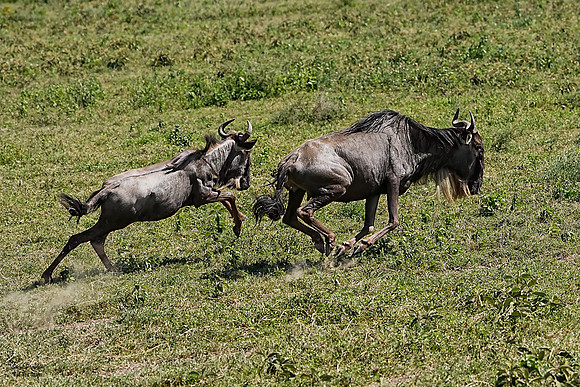 Wildebeest Migration 2 det WWI