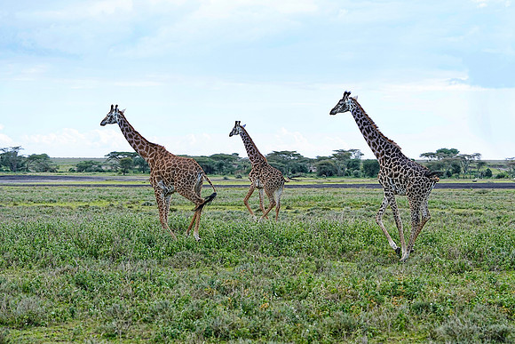 Giraffes run 1 det WWI